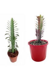 2 Çeşit Süt Ağacı 5.5 Saksıda Kırmızı Ve Yeşil - 1