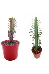 2 Çeşit Süt Ağacı 5.5 Saksıda Kırmızı Ve Yeşil - 2