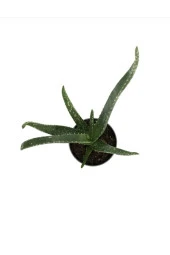 Saksımarket Canlı Aloevera Bitkisi 15 Cm thumbnail 2