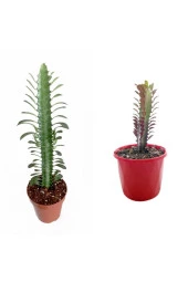 2 Çeşit Süt Ağacı 5.5 Saksıda Kırmızı Ve Yeşil - 3