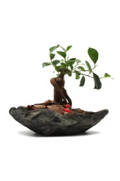 Luxury Kaya Saksıda Ficus Ginseng Bonsai Tasarımı thumbnail 1