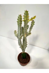 Euphorbia Lactea White Ghost Özel Tür Aşılı Kaktüs - Uzunluk 56 Cm thumbnail 2