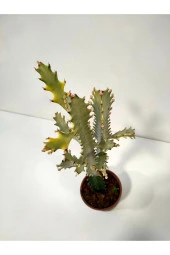 Euphorbia Lactea White Ghost Özel Tür Aşılı Kaktüs - Uzunluk 56 Cm thumbnail 3