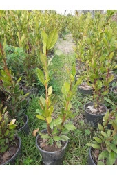 Defne Çalısı 40-60 Cm thumbnail 1