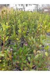 Defne Çalısı 40-60 Cm thumbnail 2