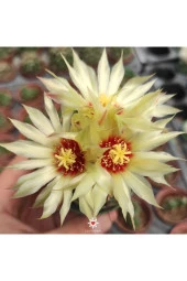 Thelocactus Setispinus Sarı Çiçek Açan Kaktüs Sukulent - 2
