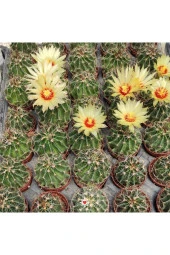 Thelocactus Setispinus Sarı Çiçek Açan Kaktüs Sukulent - 3