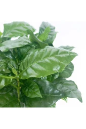 Kahve Ağacı Bitkisi - Coffea Arabica - 2