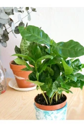 Coffea Arabica Yeşil Kahve Ağacı Çiçeği 15 Cm thumbnail 2