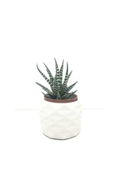 Geometrik Beton Saksı Ve Canlı Sukulent - Ye1604 - 1