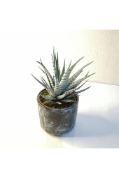 Haworthia Fasciata Alba Zebra Siyah Seramik Saksılı thumbnail 2