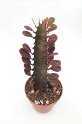 Euphorbia Trigona Red (süt Ağacı) - 8.5 Cm Saksıda - 2