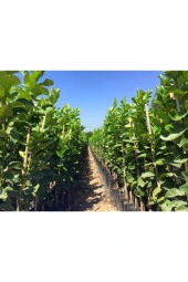 Robinson Mandalina Fidanı thumbnail 2