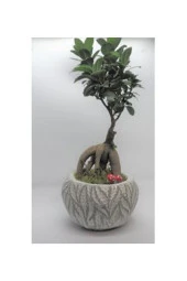 Ficus Ginseng Bonsai & Beyaz Vane Beton Saksıda Hediyelik Canlı Çiçek - 1