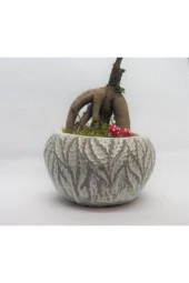 Ficus Ginseng Bonsai & Beyaz Vane Beton Saksıda Hediyelik Canlı Çiçek - 4
