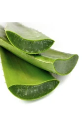 Aloe Vera Jel Için Doğal Yaprak 1. Kalite 3 Kg - 4