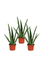 Parmia Garden Aloe Vera Bitkisi 3'lü Ekonomik Paket thumbnail 1