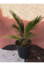 Cycas Revoluta (salon Palmiyesi) 30 Cm thumbnail 1