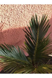 Cycas Revoluta (salon Palmiyesi) 30 Cm thumbnail 2