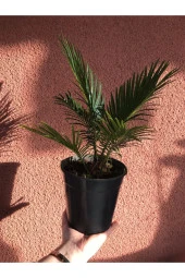 Cycas Revoluta (salon Palmiyesi) 30 Cm thumbnail 3