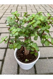 Portulacaria Afra Bonzai thumbnail 2