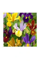 Golden Beauty Iris Süsen Karışık Renkli Soğanı 20 Adet thumbnail 1