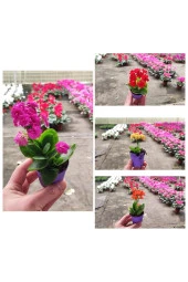 10 Adet Mezarlığa Uygun Kabir Tipi karışık renklerde Kalanşo Fidesi kalanchoe thumbnail 1