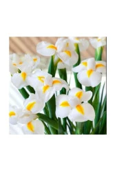 Golden Beauty Iris Süsen Karışık Renkli Soğanı 20 Adet thumbnail 2