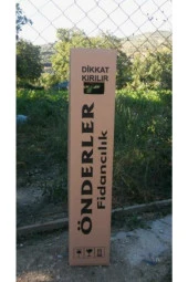 Portakal Fidanı thumbnail 2