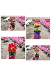 10 Adet Mezarlığa Uygun Kabir Tipi karışık renklerde Kalanşo Fidesi kalanchoe thumbnail 3