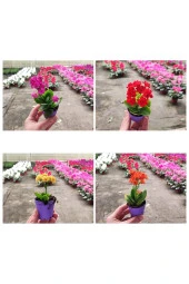 10 Adet Mezarlığa Uygun Kabir Tipi karışık renklerde Kalanşo Fidesi kalanchoe thumbnail 4