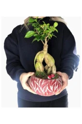 Ficus Ginseng Bonsai & Kırmızı Vane Beton Saksıda Hediyelik Canlı Çiçek thumbnail 2