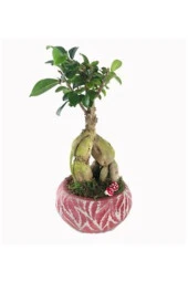 Ficus Ginseng Bonsai & Kırmızı Vane Beton Saksıda Hediyelik Canlı Çiçek thumbnail 3