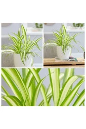 Kurdele çiçeği dekoratif saksıda no1 thumbnail 1