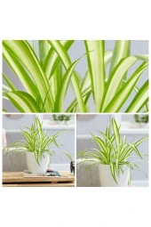 Kurdele çiçeği dekoratif saksıda no1 thumbnail 3