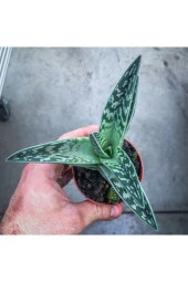 Aloe Variegata (8.5 Cm Saksıda) - Nadir Tür Sıra Dışı Kaktüs Sukulent Ve Bitkiler thumbnail 2