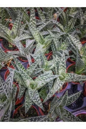Aloe Variegata (8.5 Cm Saksıda) - Nadir Tür Sıra Dışı Kaktüs Sukulent Ve Bitkiler thumbnail 3