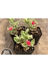 3 Adet Buz Çiçeği Fidesi thumbnail 1