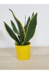 Paşa Kılıcı thumbnail 1