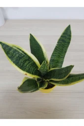 Paşa Kılıcı thumbnail 2