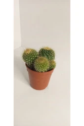 Ithal Parodia Leninghausii - 1