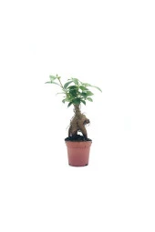 Bonsai Ficus Ginseng Mini 10-15cm - 1