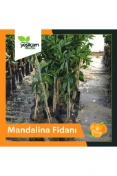 Mandalina Fidanı - 1