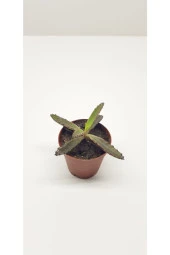 Aşkın Gözyaşı Sukulenti 5.5 Cm'lik Saksıda thumbnail 2