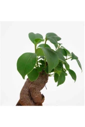 Bonsai Ficus Ginseng Mini 10-15cm - 2