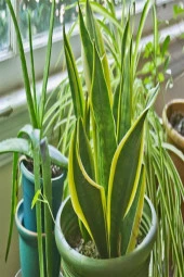 Bodur Paşa Kılıçı - 1