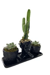 Üçlü Helen Serisi Cereus Florida Ve Sukulent Tasarım thumbnail 2