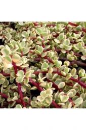 Para Ağacı Yeşim - Portulacaria Afra Variegata - 2