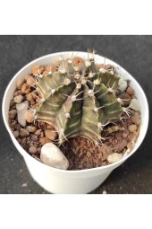 Gymnocalycium Mihanovichii - 1