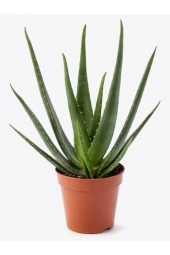 Aloe Vera - 1